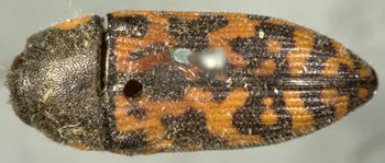 Media type: image;   Entomology 2729 Aspect: habitus dorsal view